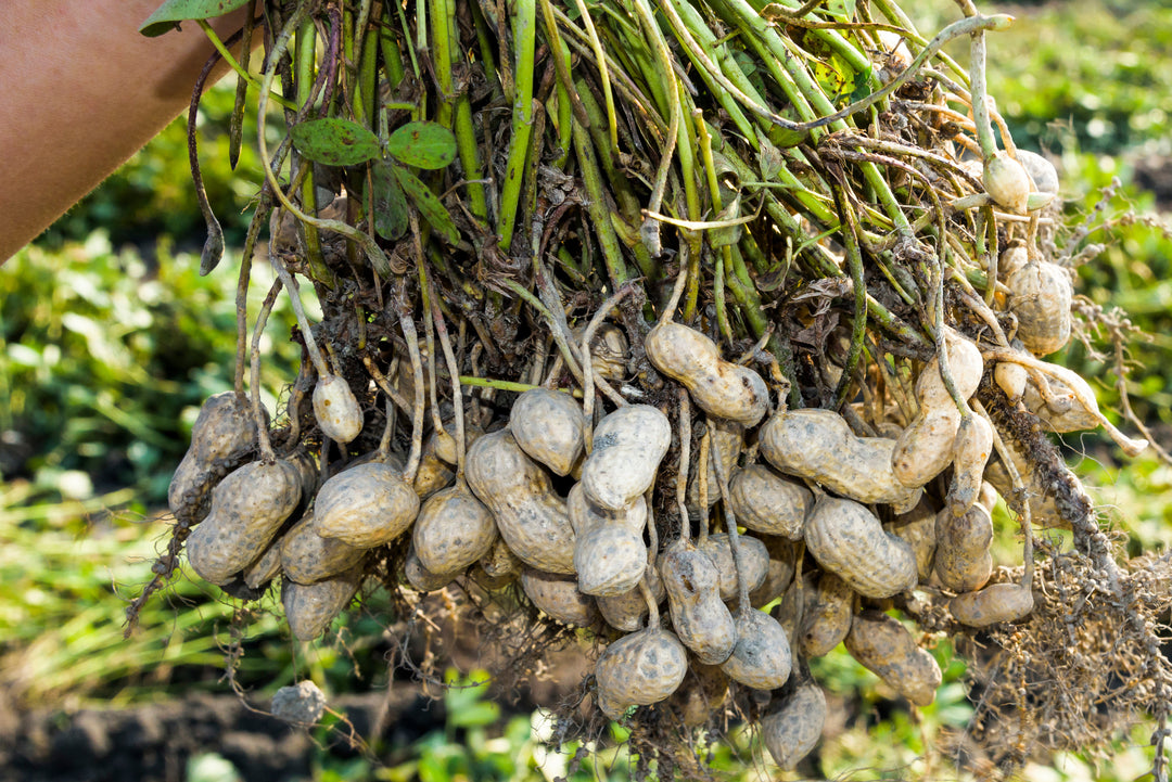 The United States Fall Peanut Harvest Underway: Risk mitigation with aflatoxin testing plans