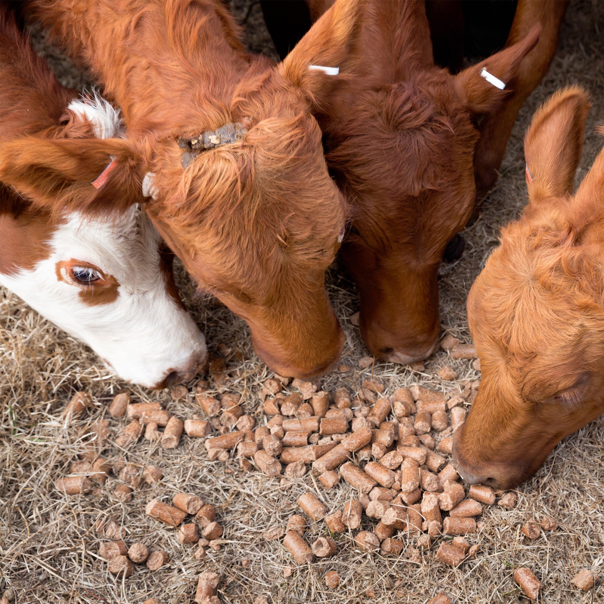 Laboratory Analysis of Mycotoxin Binders