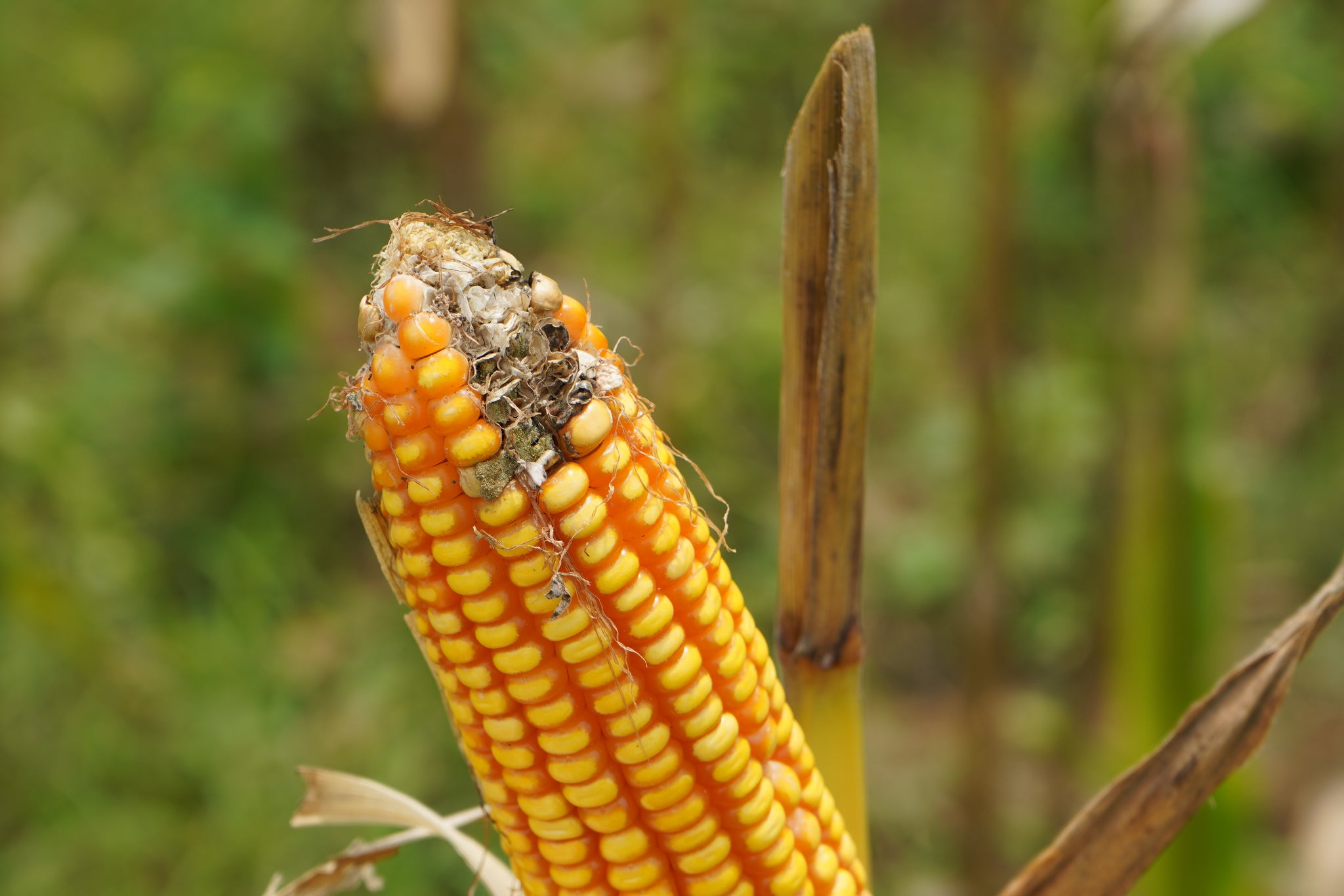 Mycotoxin Management