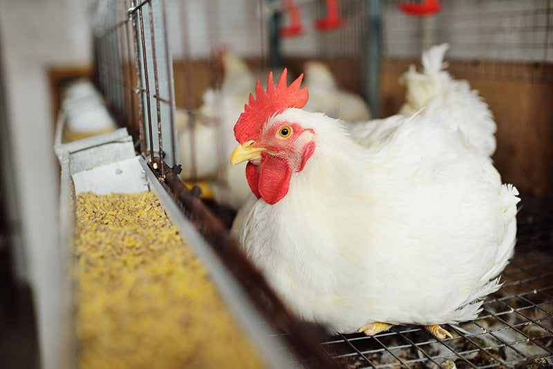 Use of Mycotoxin Binders in Animal Feed