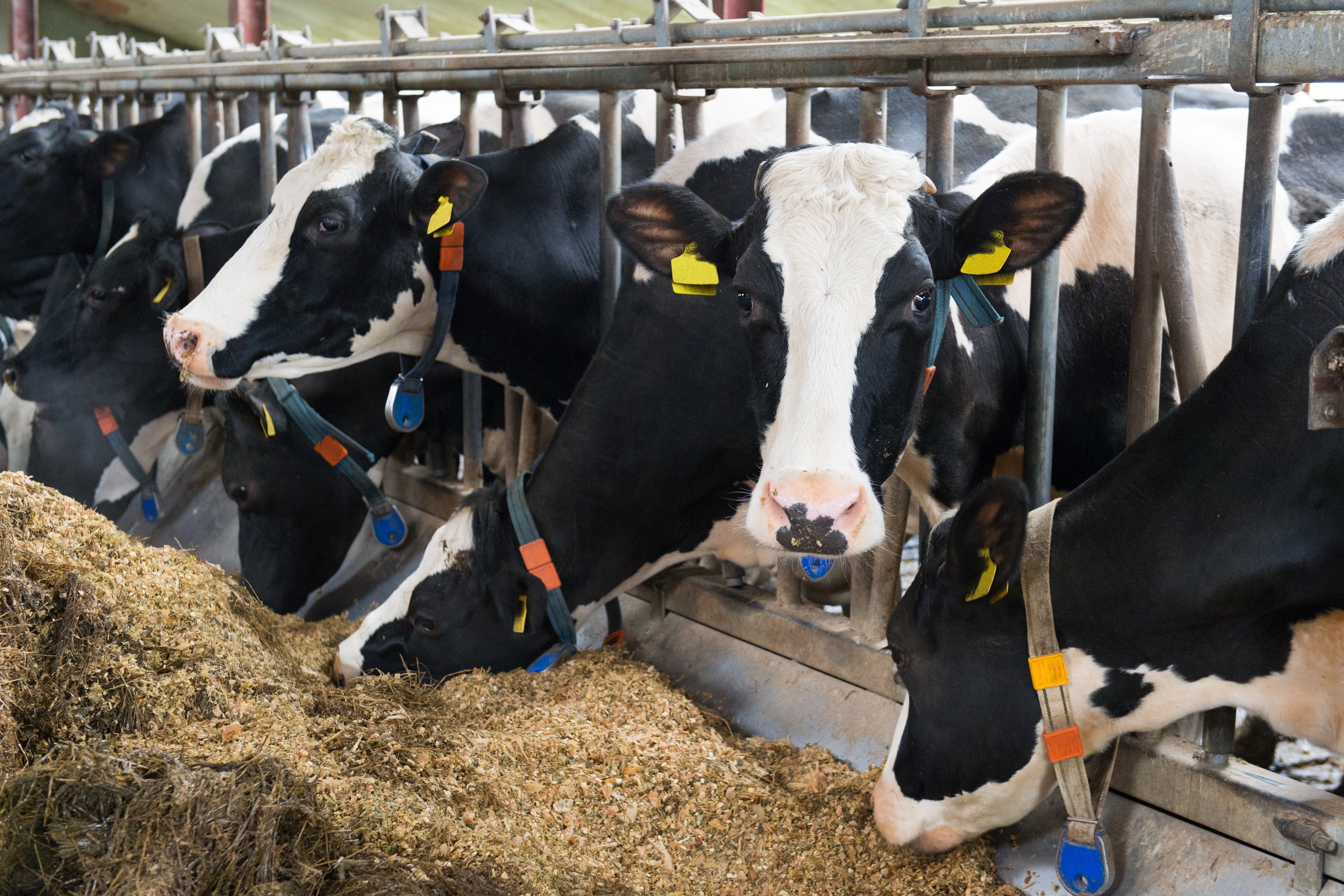 Cow Lab Antibiotic Free? – Trilogy Analytical Laboratory