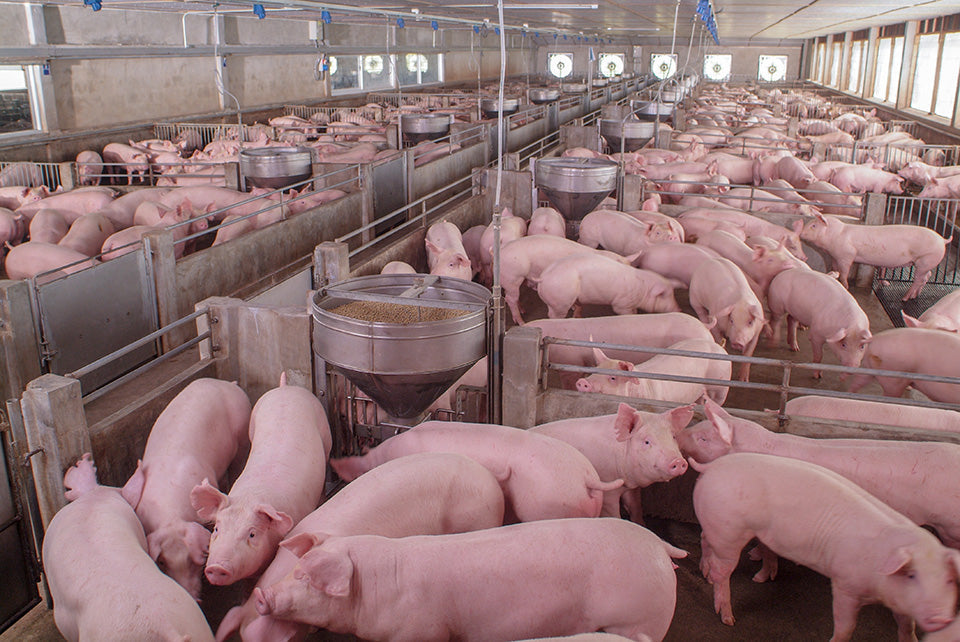 Physical Effects of Mycotoxins on Farmed Animals