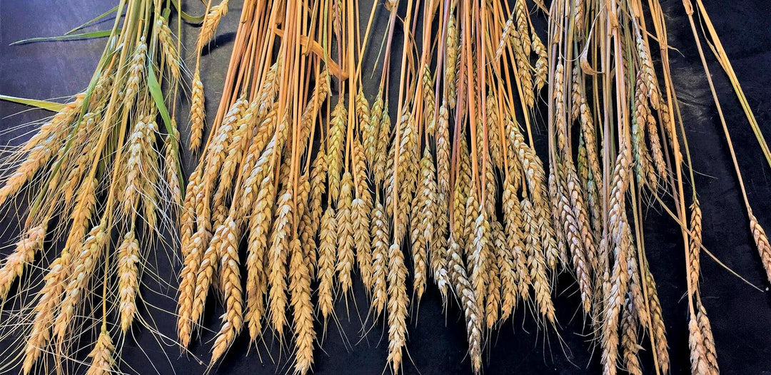 T-2 and HT-2 Toxin Damage in 2017 Wheat