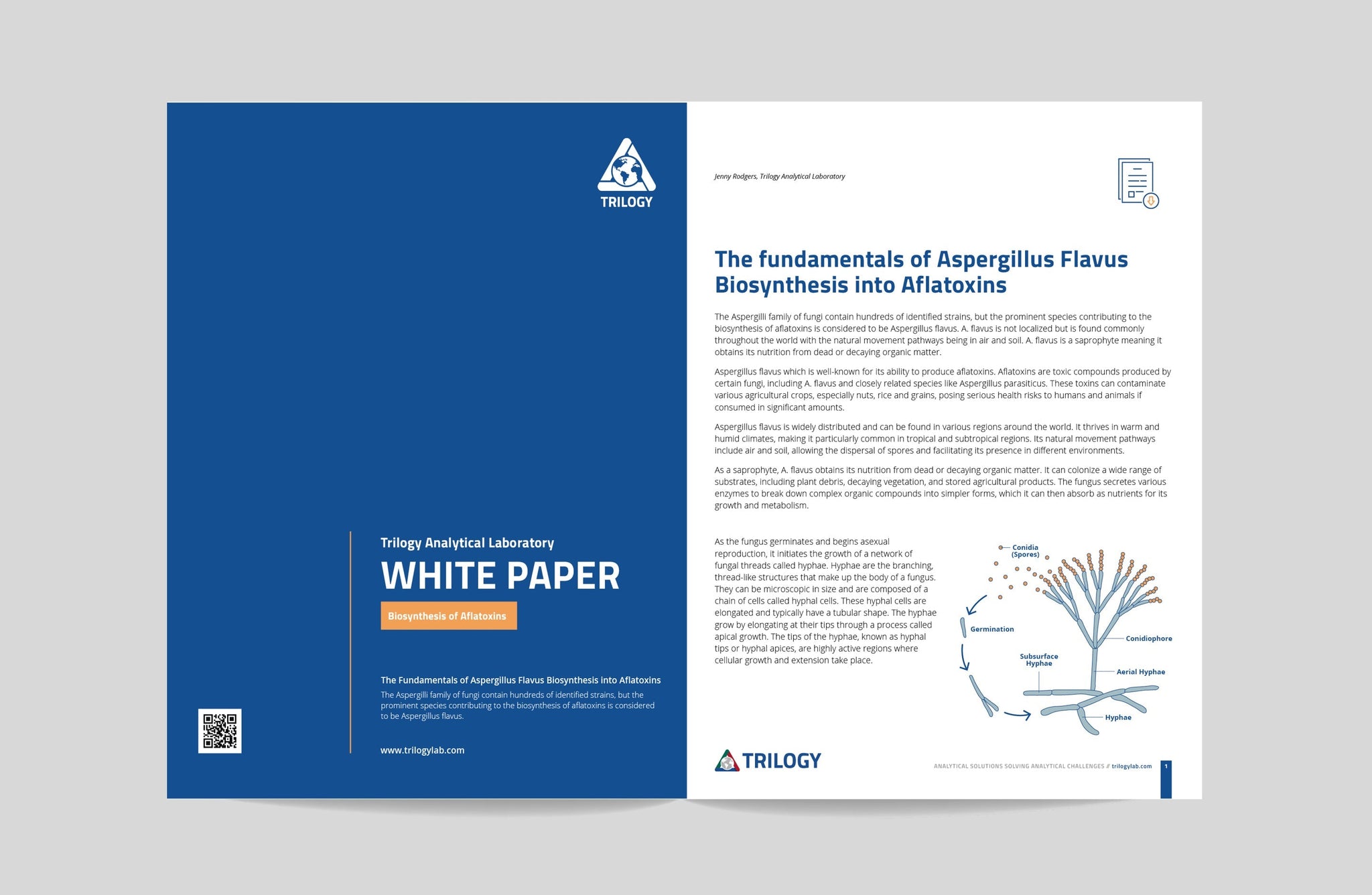 The Fundamentals of Aspergillus Flavus Biosynthesis into Aflatoxins